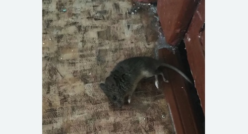 Дезинфекция от мышей в Киренске